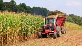 Аналитики повысили оценку урожая кукурузы в Бразилии